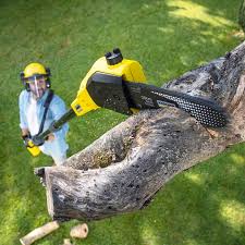 Best Lawn Renovation and Restoration  in Prairie View, TX